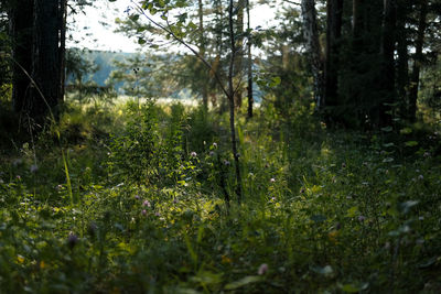 Scenic view of forest