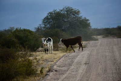 Dirt road along landscape