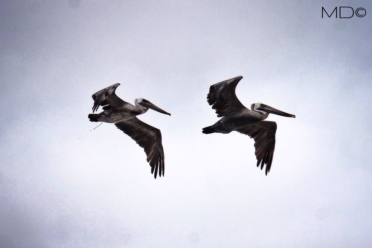 mid-air, flying, low angle view, animal themes, spread wings, bird, motion, jumping, full length, clear sky, on the move, freedom, animals in the wild, copy space, wildlife, sky, two animals, outdoors, day, one animal