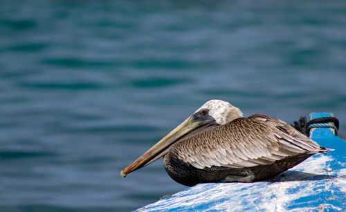 Close-up of brown pelican bird perching on a boat against blue sea background