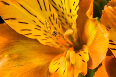 Close-up of yellow lily blooming outdoors