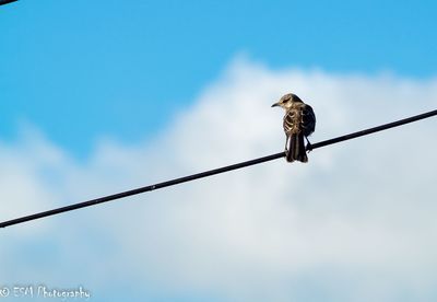 Low angle view of bird perching on cable against sky