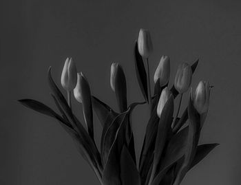 Close-up of flowers against blurred background