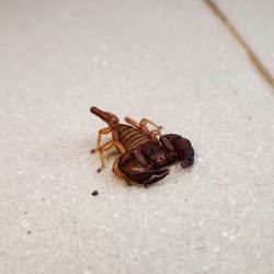 High angle view of insect on floor