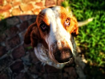 Close-up portrait of dog