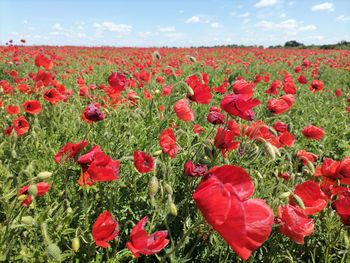 Close-up of red poppy flowers growing on field