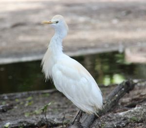 Close-up of seagull perching on wood