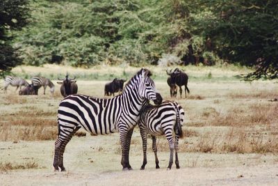 Zebras africanas