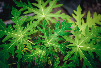 High angle view of green leaves on plant at field