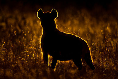 Silhouette of horse on field during sunset