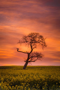 Tree on field against sky during sunset