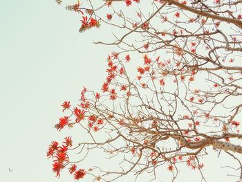Low angle view of flower tree against clear sky