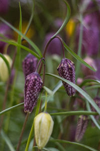 Close-up of plant