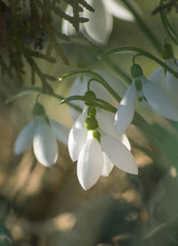 Close-up of white flowers blooming outdoors