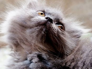 Close-up of a cat looking away
