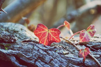 Close-up of autumn leaves on tree