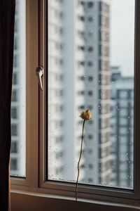 View of bird on window sill