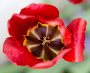 Close-up of red poppy