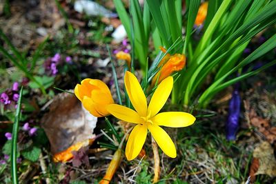 Close-up of yellow flower blooming