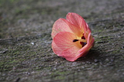 Close-up of pink flower