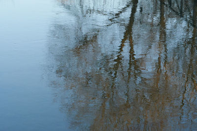 Reflection of plants on water