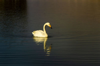 Swan swimming in lake
