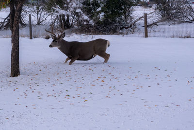 Dog on snow covered land