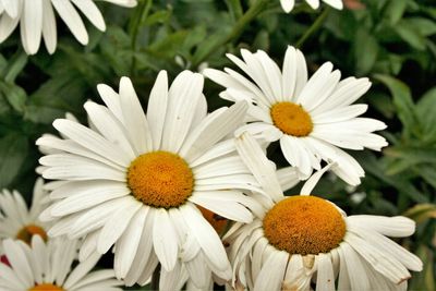 Close-up of white daisy flowers