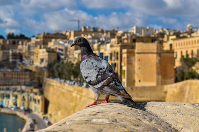 Bird perching on retaining wall against buildings in city