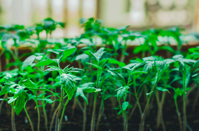 Close-up of plants growing on field