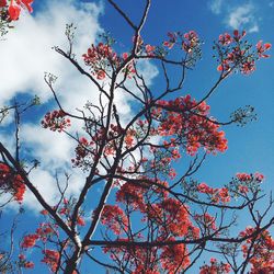 Low angle view of blooming tree against sky