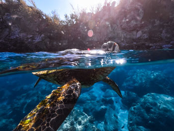 Duck swimming in sea