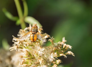 Close-up of bee pollinating on flower