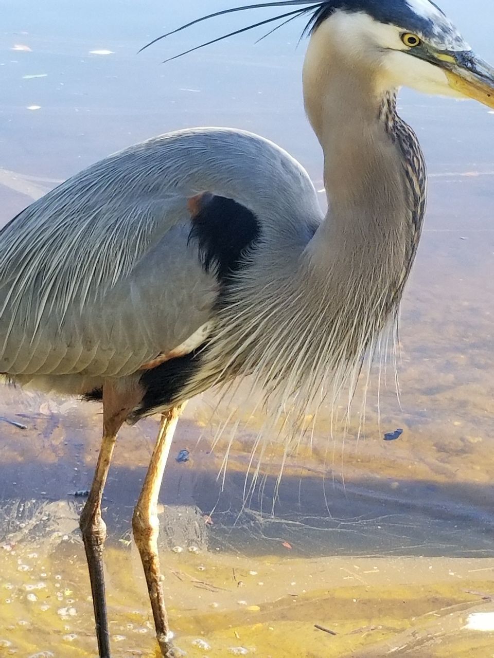 CLOSE-UP SIDE VIEW OF A BIRD IN WATER