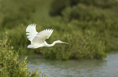 Close-up of white bird flying over lake