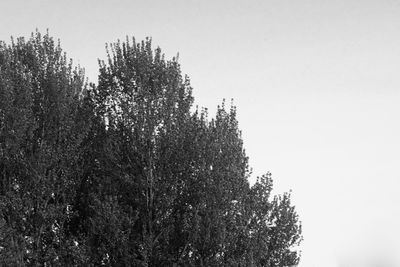 Low angle view of trees against clear sky