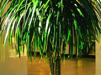 Palm trees against sky