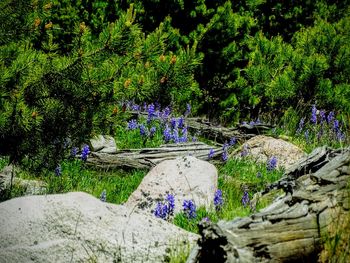 Plants and trees in park