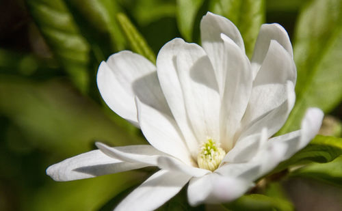 Close-up of white crocus flower