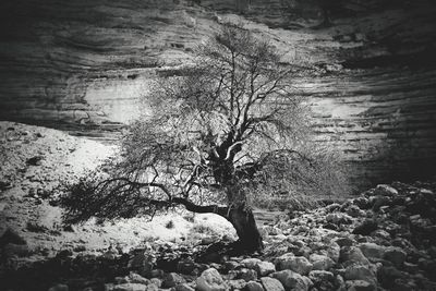 Close-up of tree