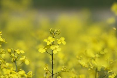 Close-up of yellow flowering plants on field