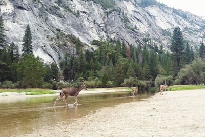 View of a horse on the mountain