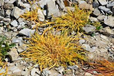 High angle view of dry leaves on rock