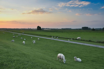 Sheep in a field