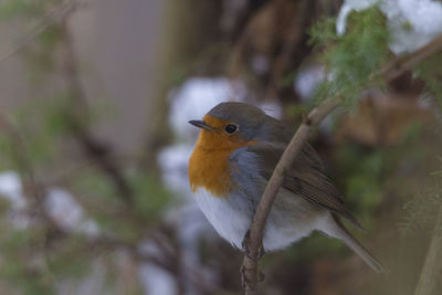 Close-up of bird perching outdoors