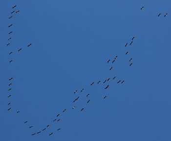 Low angle view of birds flying in sky