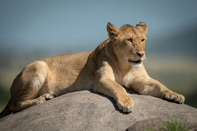 Big cat on rock