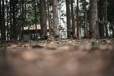 Surface level of trees in forest