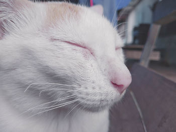 Close-up of a cat