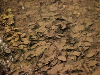 Full frame shot of dried leaves on tree trunk